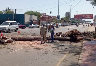 Trabalhos de corte de eucalipto na zona do Clube Marítimo