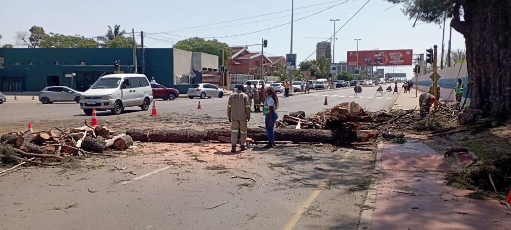Operação de corte de eucalipto que condicionou o trânsito na Avenida Marginal na cidade de Maputo.